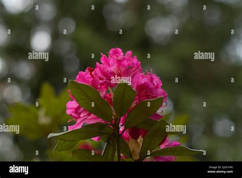 Rododendro rosa brillante fotografías e imágenes de alta resolución Alamy