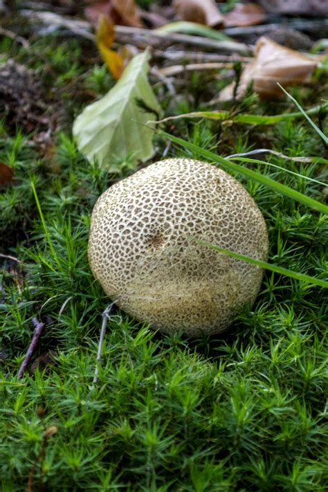 Fotos Gratis Naturaleza Bosque C Sped Al Aire Libre Planta