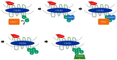 Ijms Free Full Text The Role Of G Protein Coupled Receptor Kinase 6 Regulation In