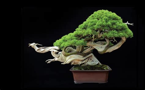 Bonsai 1080P, 2K, 4K, 5K HD wallpapers free download | Wallpaper Flare