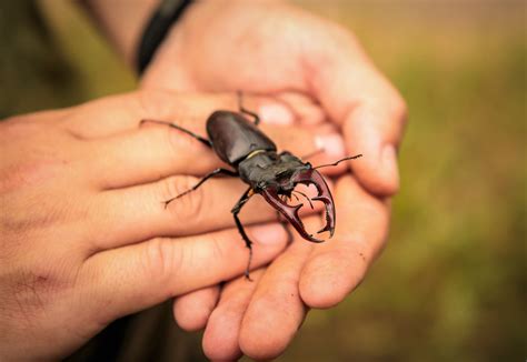 Stag Beetle Insect