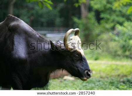 Seladang Head Stock Photo 2857240 : Shutterstock