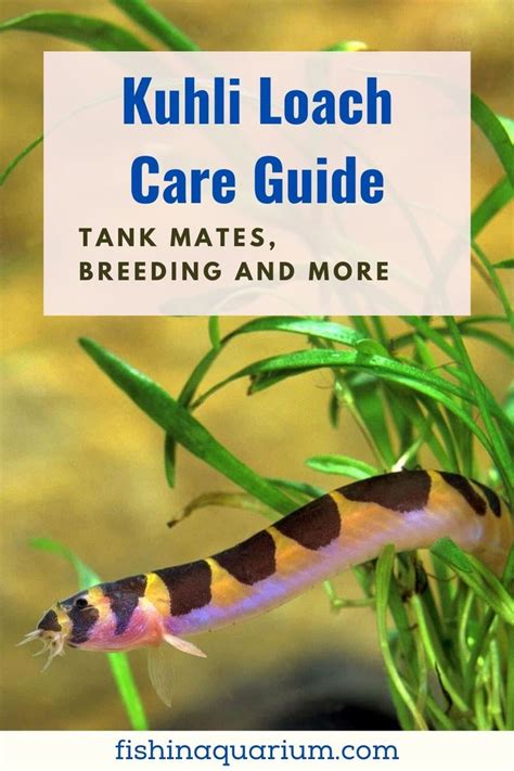 Pin On Fish Care And Tank Setup Guide