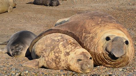 El Incre Ble Motivo Por El Que Murieron Cientos De Lobos Marinos En La