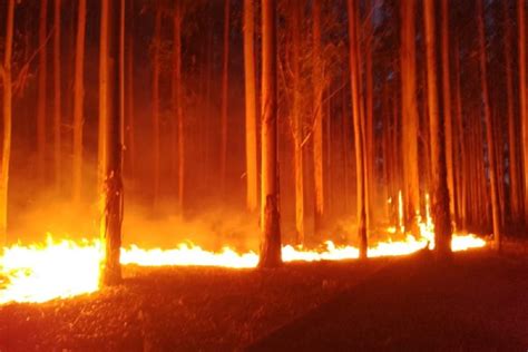 Les Llev Horas Combatir El Fuego Y Este Lunes Debieron Volver A La