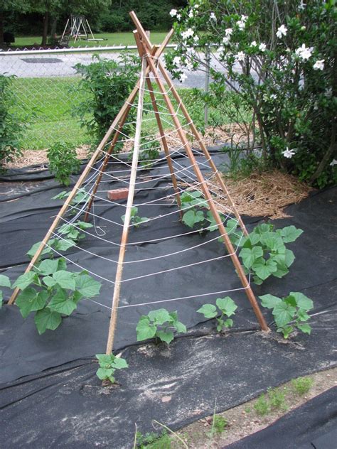 Functional Cucumber Trellis Ideas Guaranteed To Boost Your Harvest