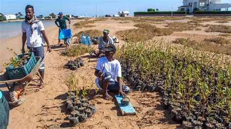 Mangrove R Habilitation Project Is Initiated