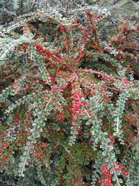 Cotoneaster horizontalis (Rockspray, Rockspray Cotoneaster) | North Carolina Extension Gardener ...