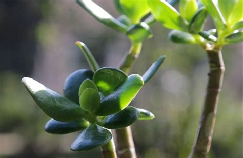 Flora Repotting Jade Plant Steps For A Successful Transition