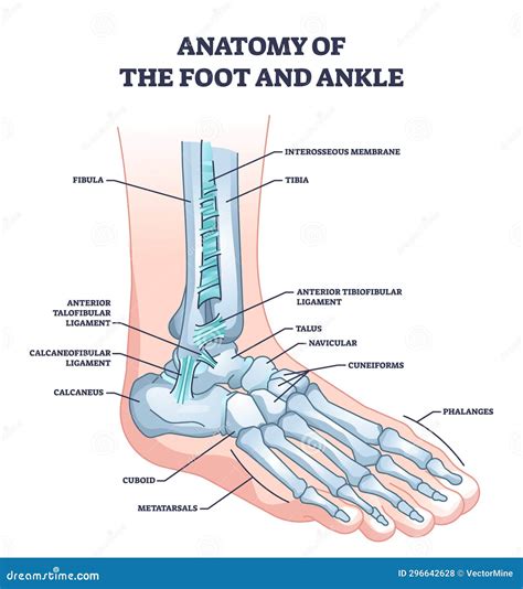 Anatomy of Foot and Ankle with Skeletal Bone Structure Outline Diagram ...