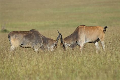 Giant Eland Stock Photos Pictures And Royalty Free Images Istock