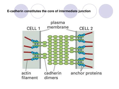 Ppt Cell Cell Adhesion Occurs Through Morphological Structures And