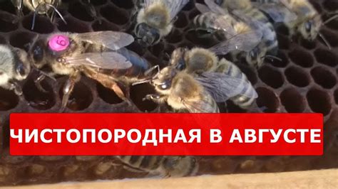 ЧТО НЕ ТАК? ОСТРОВНАЯ КАРНИКА ЛАТБУШ - YouTube