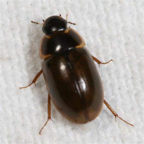 Beetle Enochrus Bugguidenet