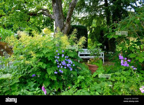 White Garden Bench Perennial Garden In Bloom Apple Tree In Garden