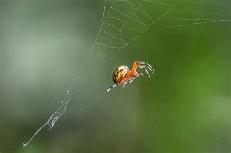 Back In The U S A Giant Marbled Orb Weaver