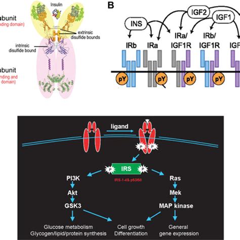 Insulin Receptor Structure And Signaling A Insulin Receptor Monomer