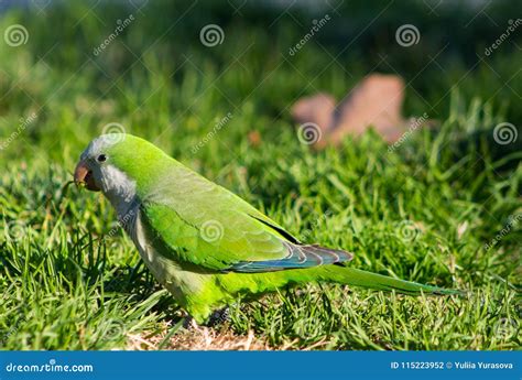 Piccolo Pappagallo Verde Nel Parco Di Barcellona Fotografia Stock