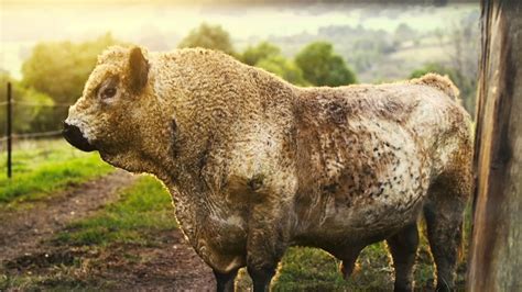 Bulls BIG SKY DREAMING