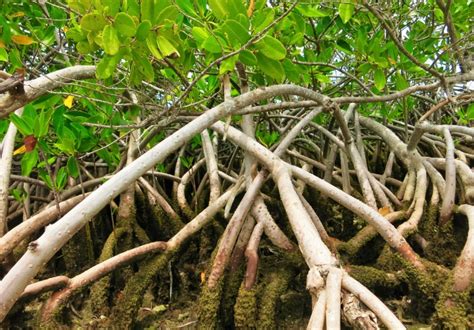 Why Are Mangroves Important Giles Cadman Blog