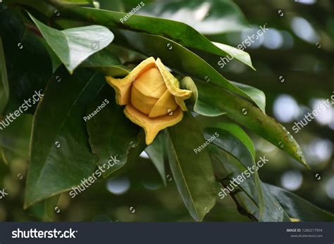 Soursop Flower Royalty-Free Images, Stock Photos & Pictures | Shutterstock