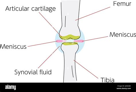 Illustrated Illustration Around The Knee Joint Stock Vector Image And Art