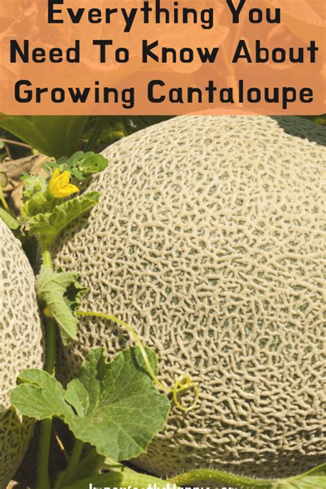 Everything You Need To Know To Grow Cantaloupe In Your Garden Or