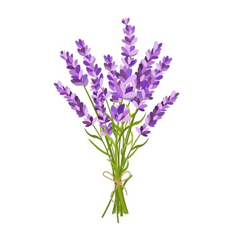 Ilustraci N De Un Ramo De Lavanda Vector Premium