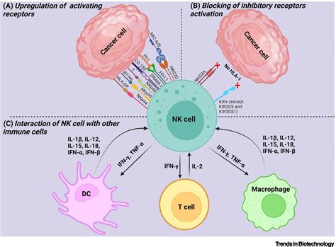 Nanobiomaterials To Modulate Natural Killer Cell Responses For