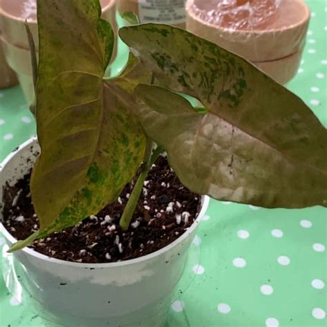 Syngonium Pink Margarita Plant Care Water Light Nutrients Greg App 🌱