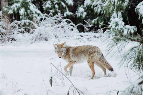 Estos son los animales silvestres más peligrosos que encontrarás en