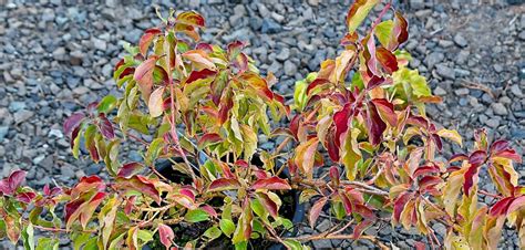 Cornus Sanguinea Midwinter Fire Oceanside Garden