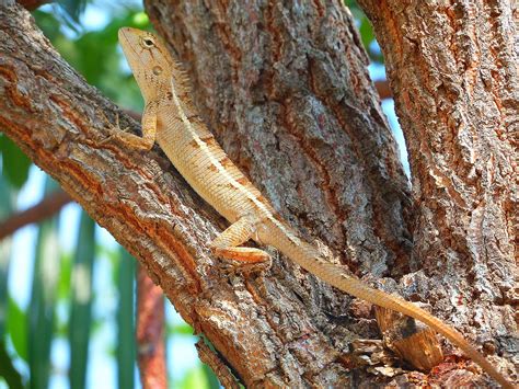 Paul Globe Trotting Holmes Album Lizards Galore Sihanoukville