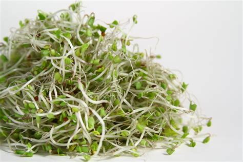 Organic Sprouting Seeds Broccoli new | Organic Sprouting | Premier Seeds Direct ltd