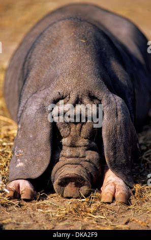 The Domestic Pig Chinese Mask Pig Breed Meishan Pig Sus Scrofa F