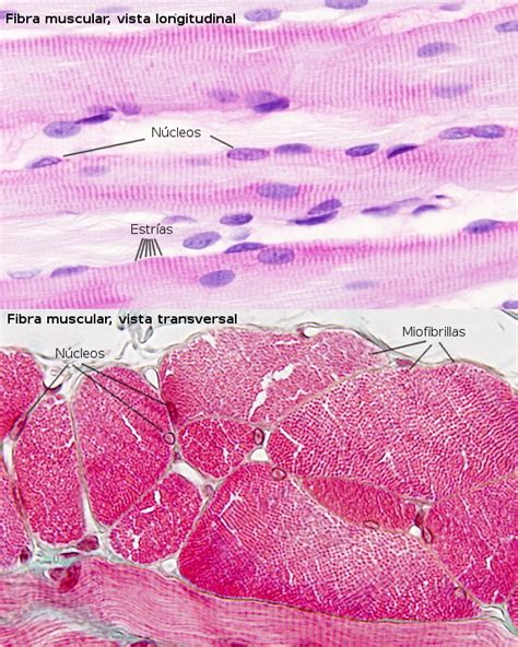 Tipos Celulares Muscular Esquelético Miocito Atlas De Histología