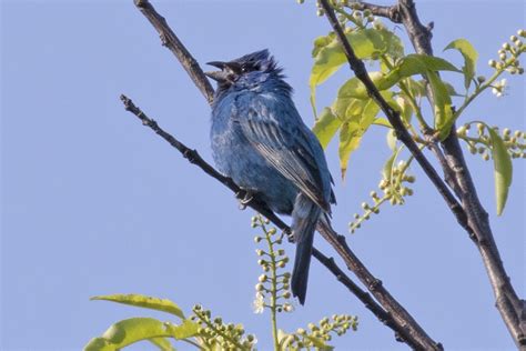 South Shore Bird Club Of Ma Mt Greylock And October Mountain A