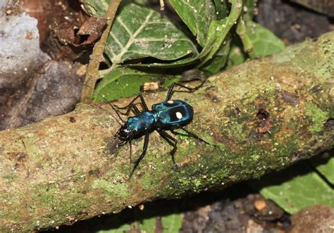 Pseudoxycheila Tarsalis Carabidae Cicindelinae El Valle De Anton