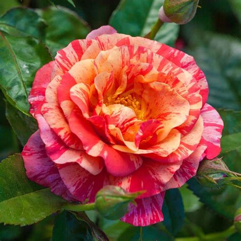 Reviews For Spring Hill Nurseries Frida Kahlo Floribunda Rose Dormant