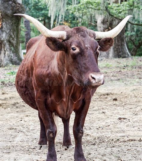 Brown Cow With Horns Stock Photo Image Of Pasture Herd 134141940