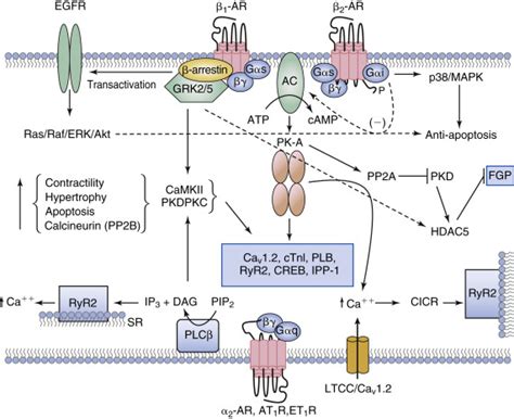 Adrenergic Receptor Signaling In Heart Failure Thoracic Key