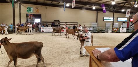 Open Class Dairy Cattle Show Show Cattle Dairy Cattle Cattle