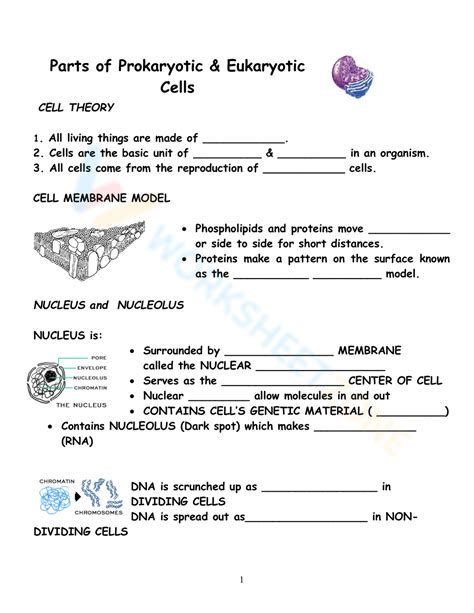 Parts Of Prokaryotic And Eukaryotic Cells Worksheet