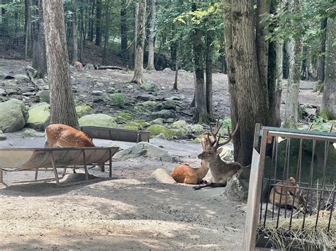 Sika Deer Zoochat