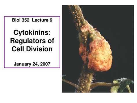 Ppt Biol 352 Lecture 6 Cytokinins Regulators Of Cell Division