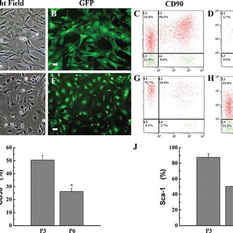 Characterization And Flow Cytometry Analysis Of Adscs P3 Gfp Adscs Download Scientific Diagram