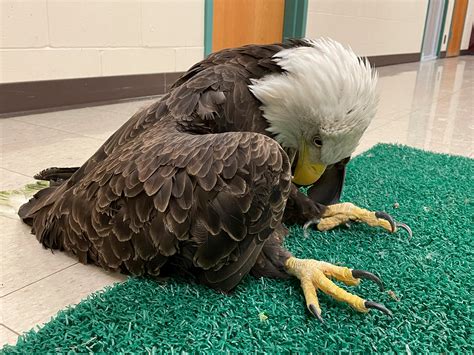 Lead Bullets Poison Nearly Half Of Us Bald Eagles Across America