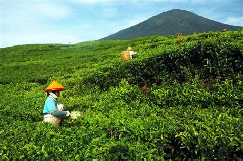 Wisata Alam Kebun Teh Kemuning Indonesia Tempat Wisata Indonesia