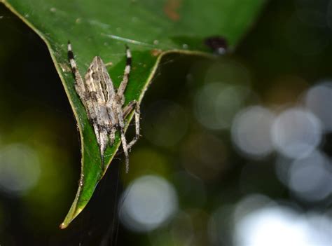 Eustala Illicita Ar Cnidos De La Peninsula De Yucat N Inaturalist