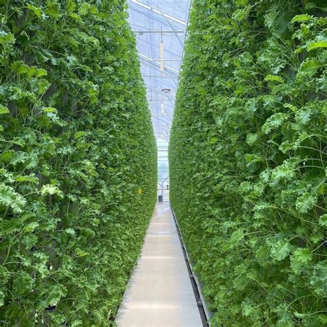 Vertical Farming: Everything You Need to Know | Eden Green